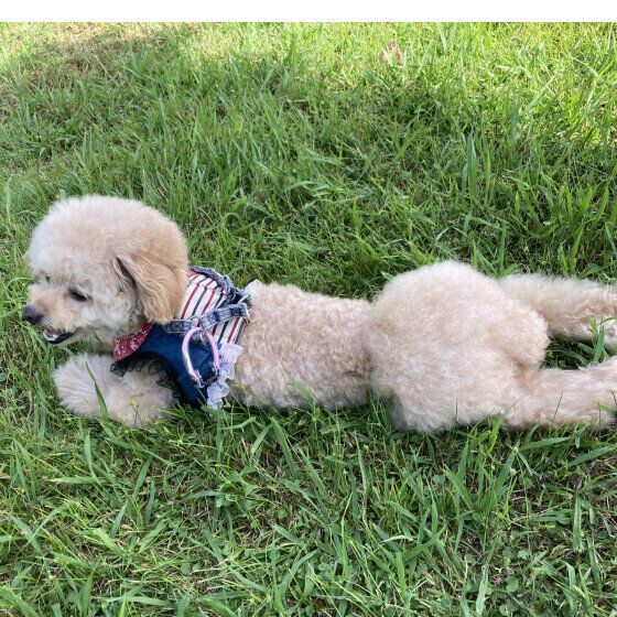 芝生の上で一休みするトイ・プードル