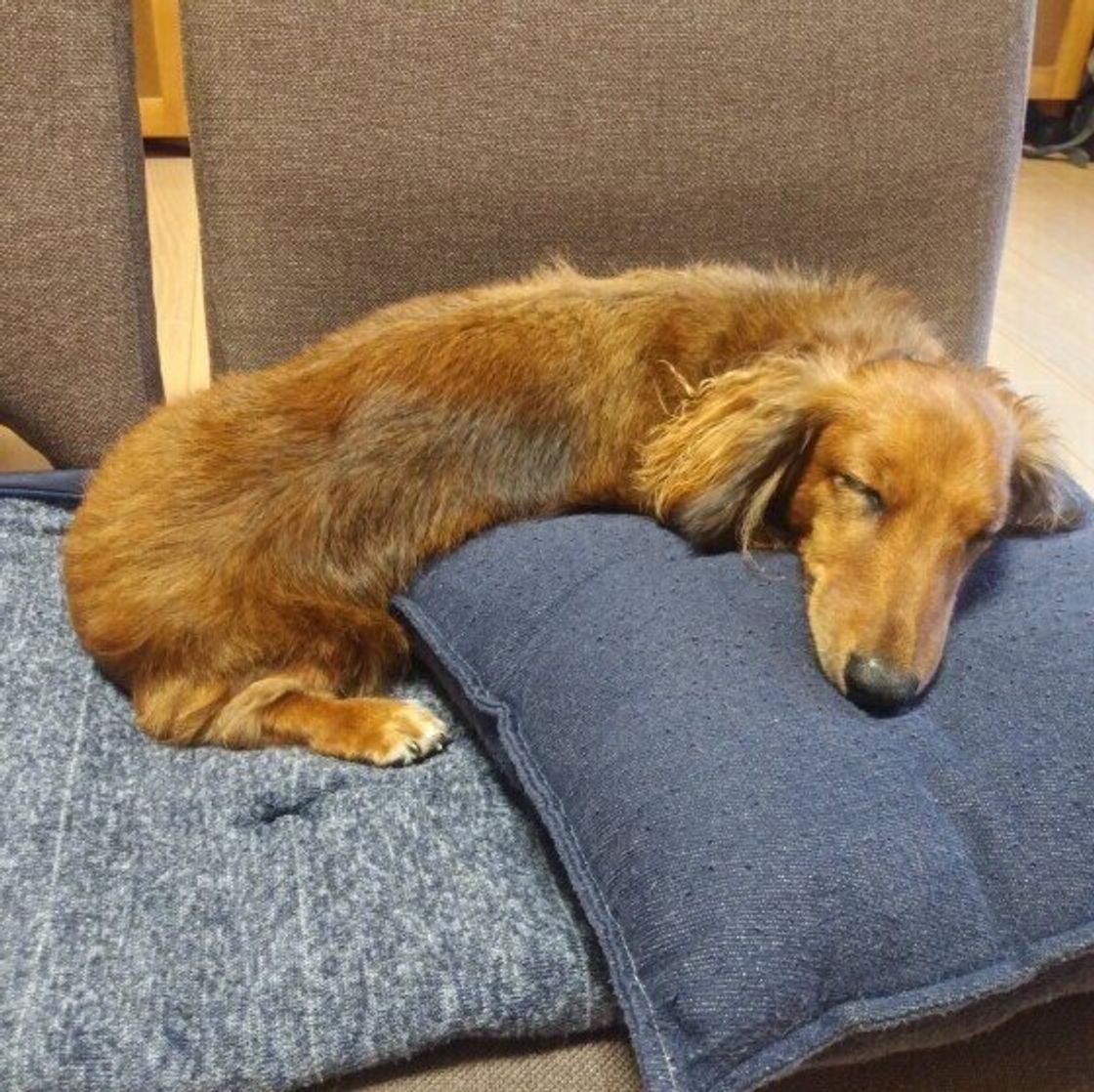 犬の 認知症 なりやすい犬種 発症年齢は知っている いぬのきもちweb Magazine 犬の 認知症 なりやすい犬種 発症年齢は知っている いぬのきもちweb Magazine