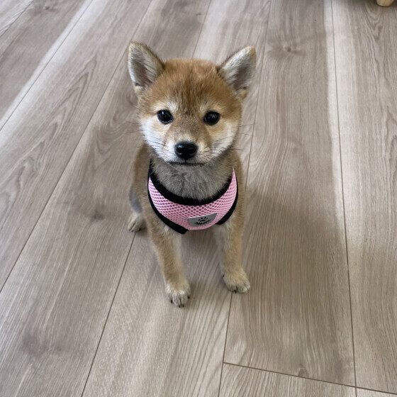 犬の首輪とハーネスはどっちがいいの？ それぞれを使い分けるポイントとは？ いぬのきもち