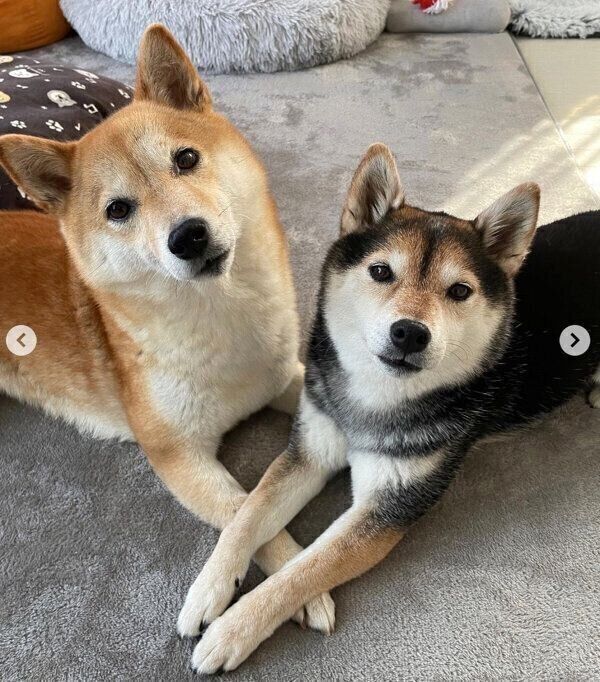 仲良しなごまちゃん、つくねちゃん