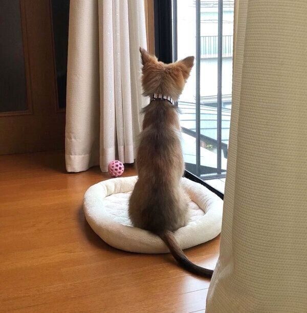 生後5カ月頃のこまめちゃん