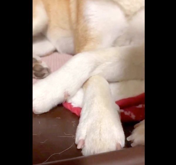 前足を重ねるQ太郎くんとみかんちゃん