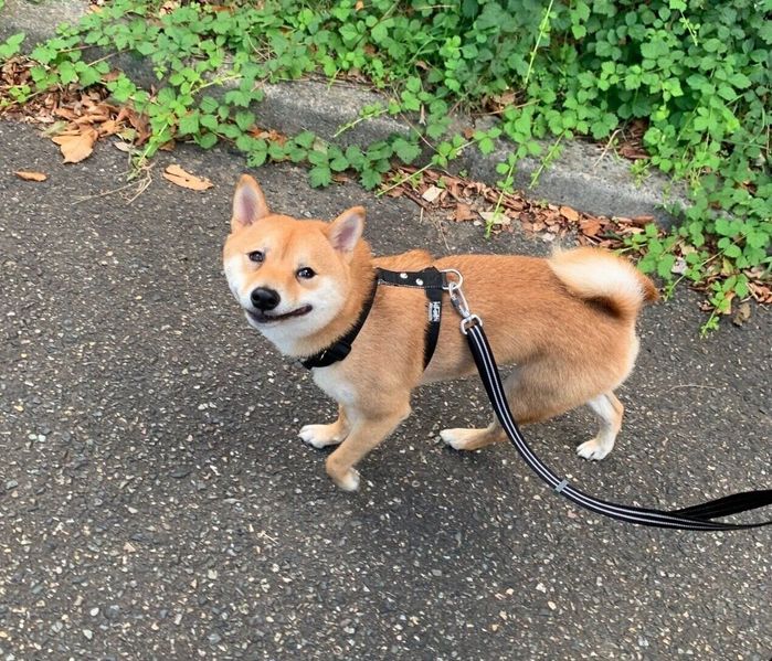 飼い主さんを見上げるろくくん