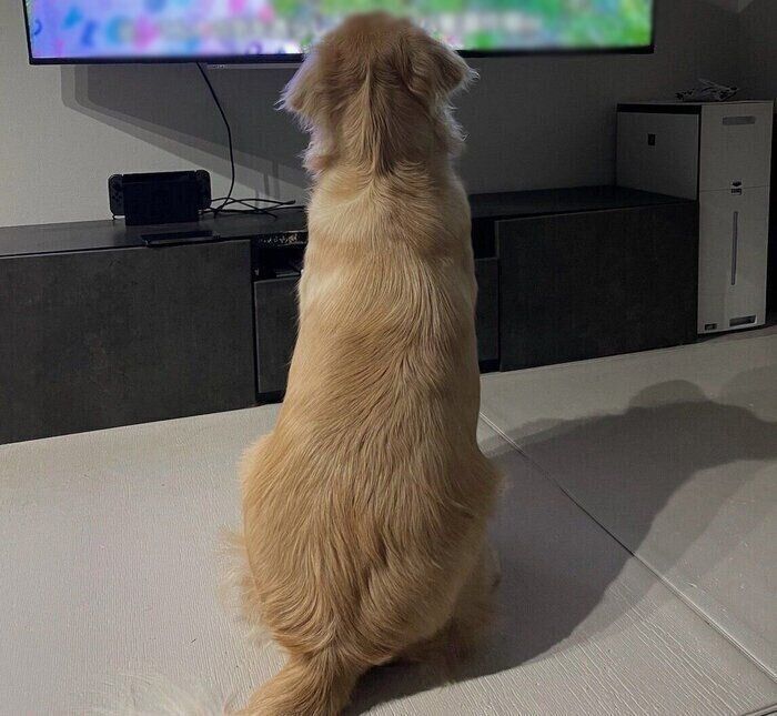 テレビを見るロアくん