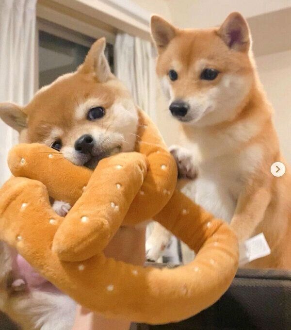 ♡ 豆柴 様、専用♡※他の方はご遠慮ください‼️ 豆柴ぽんた もうすぐ8月が終わるっす🐶 #豆柴 #柴犬 #豆柴子犬