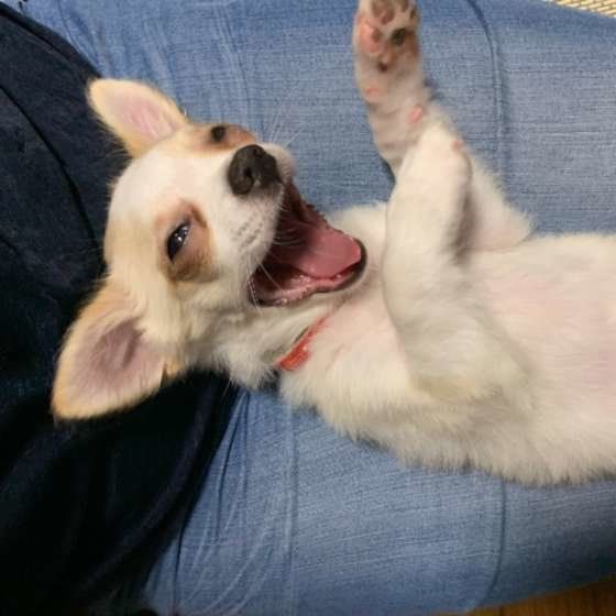 チワワの華ちゃん