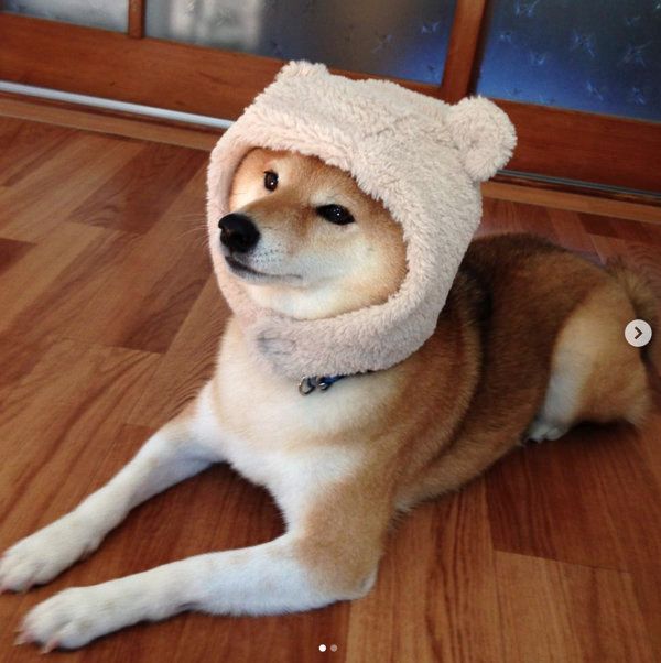 被り物をかぶる柴犬