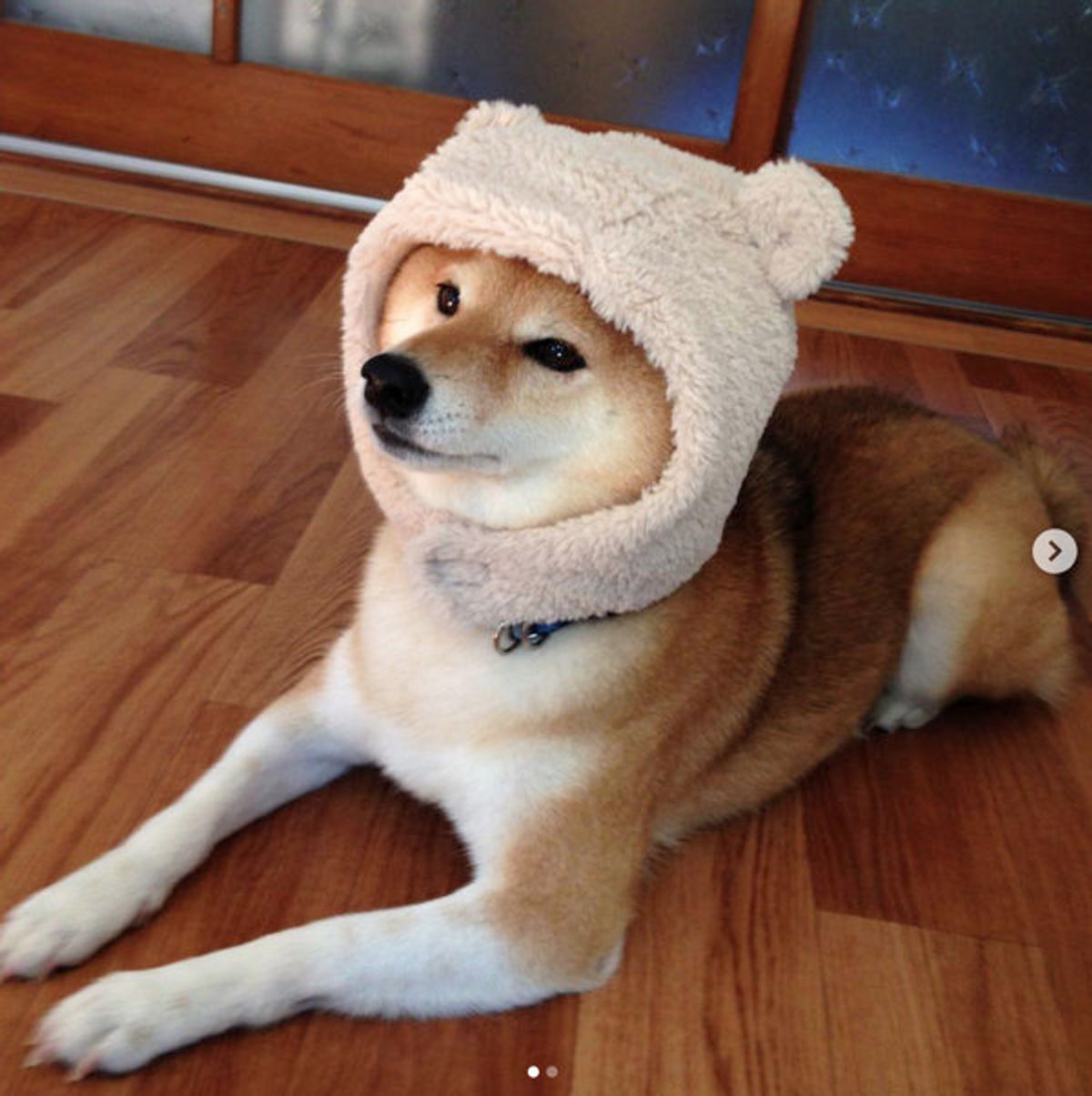 無 の表情がたまらんッ かぶりもの ワンコ の激かわショット6連発 いぬのきもちweb Magazine 無 の表情がたまらんッ かぶりもの ワンコ の激かわショット6連発 いぬのきもちweb Magazine