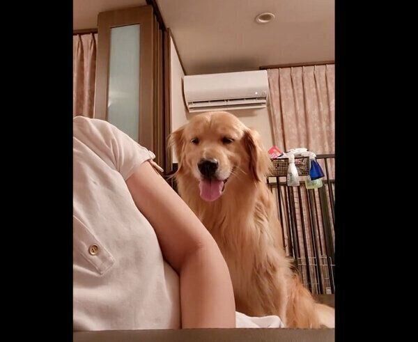 飼い主さんを見つめるシャーロットちゃん