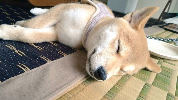 眠るこまちちゃん