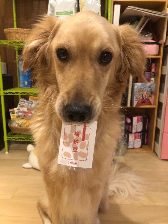 「福納豆」と書いてある紙を加えてカメラを見つめる茶色のゴールデン・レトリーバー