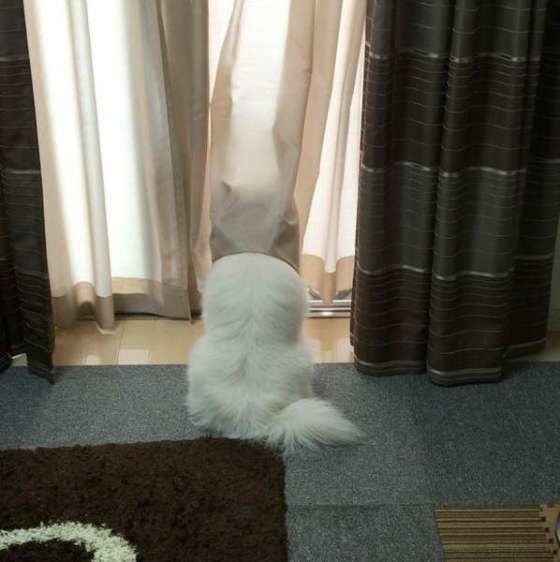 窓の外を見ている豆太くん