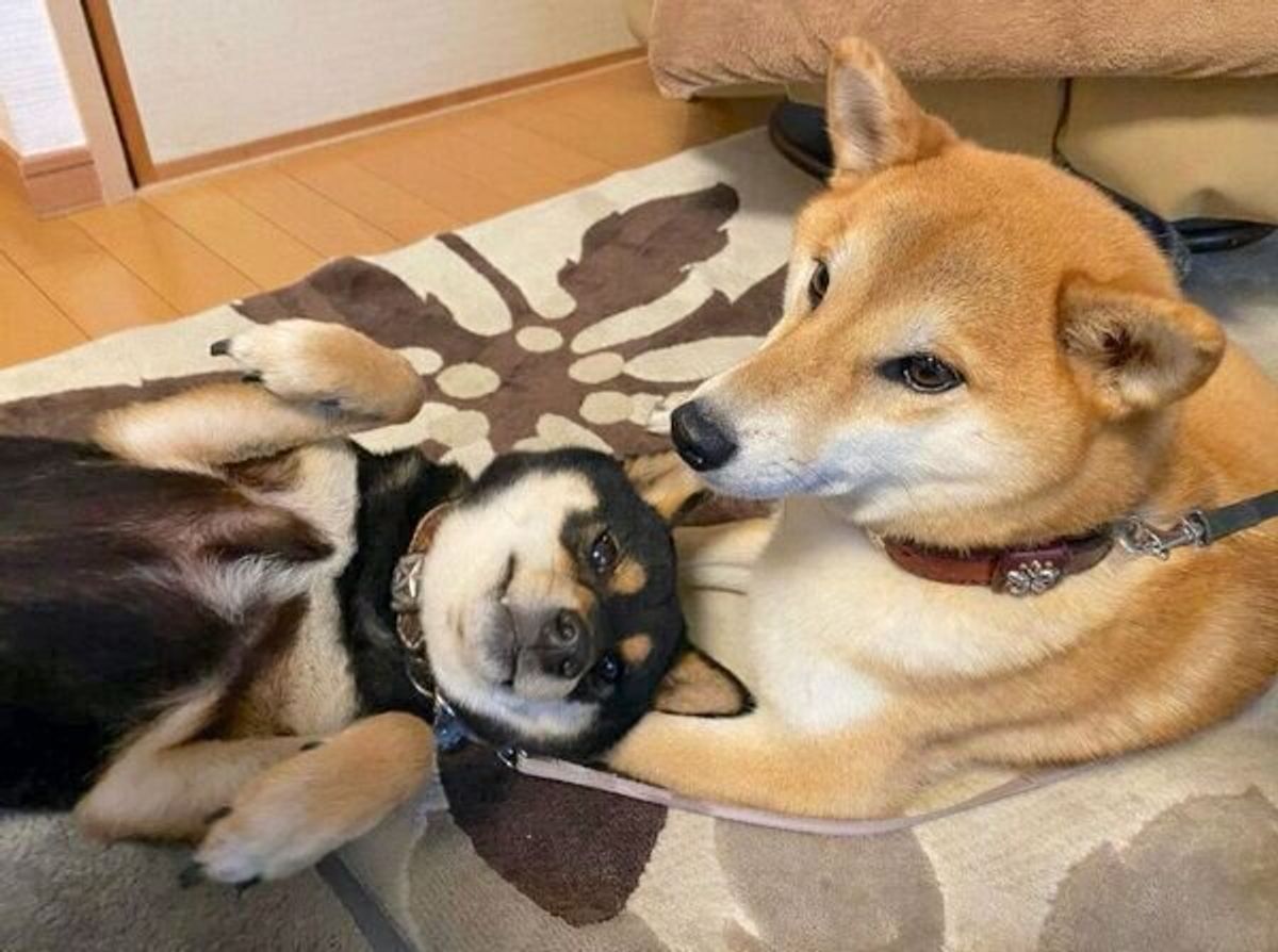 子犬と先住犬がドキドキの対面 ぎこちない関係 が今ではよい距離感に 変化にグッとくる いぬのきもちweb Magazine 子犬と先住犬がドキドキの対面 ぎこちない関係 が今ではよい距離感に 変化にグッとくる いぬのきもちweb Magazine