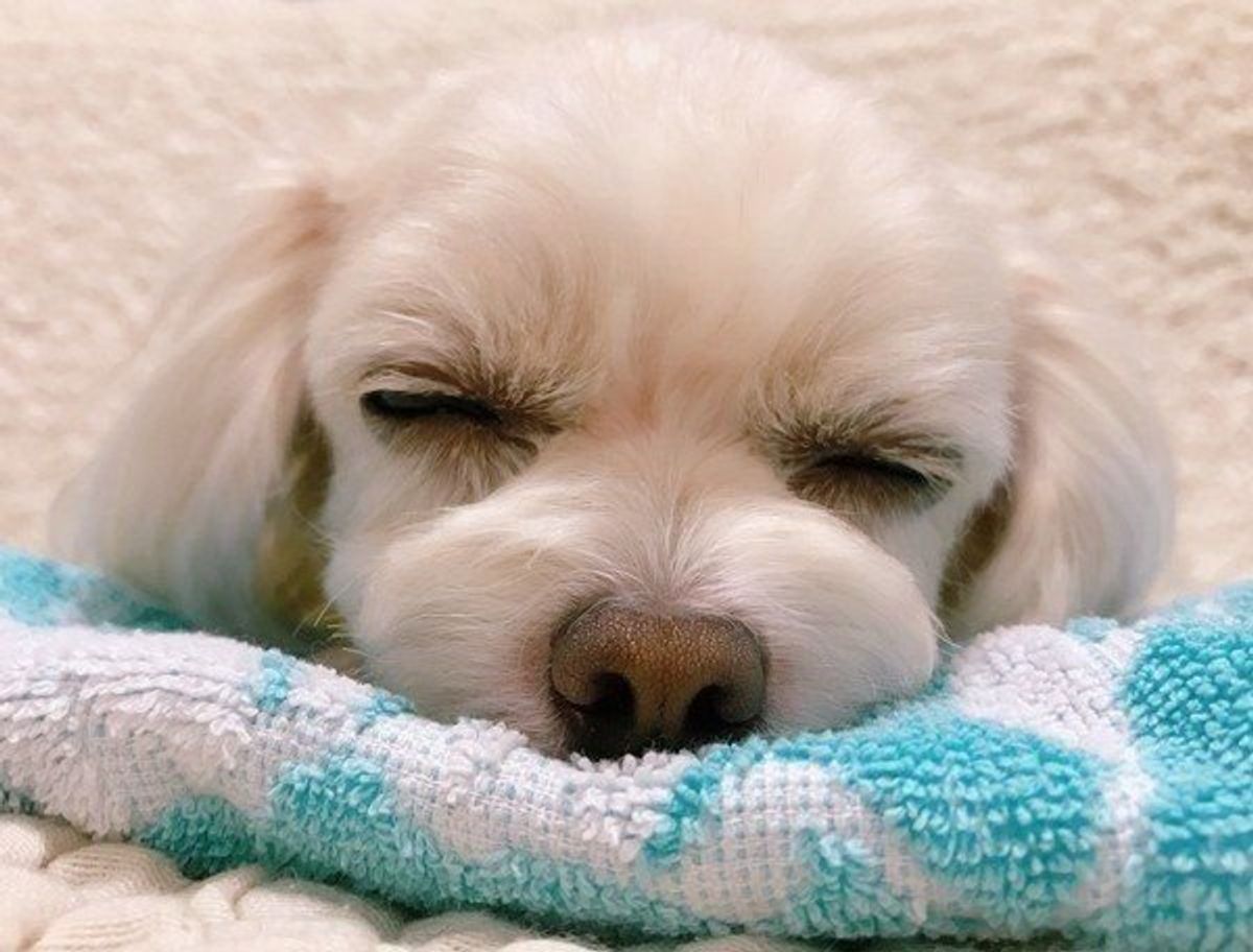 獣医師監修 犬の避妊手術後の変化や注意事項 体験談 Faq付 いぬのきもちweb Magazine 獣医師監修 犬の避妊手術後の変化や注意事項 体験談 Faq付 いぬのきもちweb Magazine