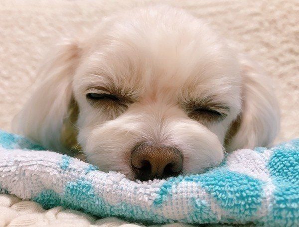 眠る白い犬