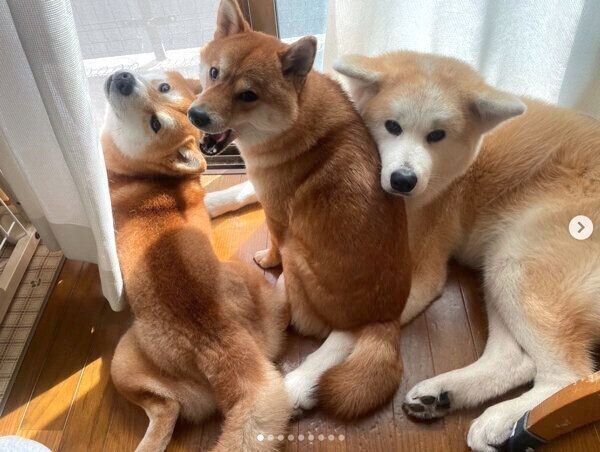 まったりするらいちゃん、ててくん、ももちゃん