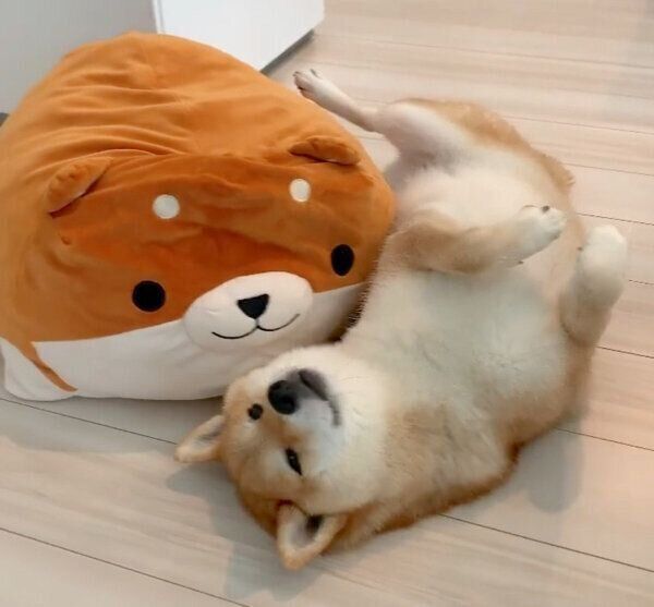 寝転がる味噌ちゃん