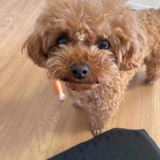 見つめるトイ・プードル