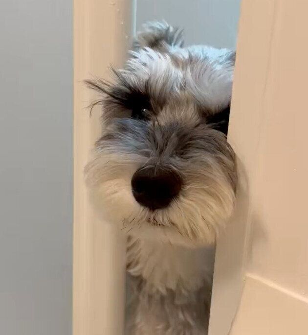 飼い主さんの様子を見に来たもずくん