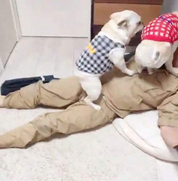 お出迎えするフレンチ・ブルドッグ