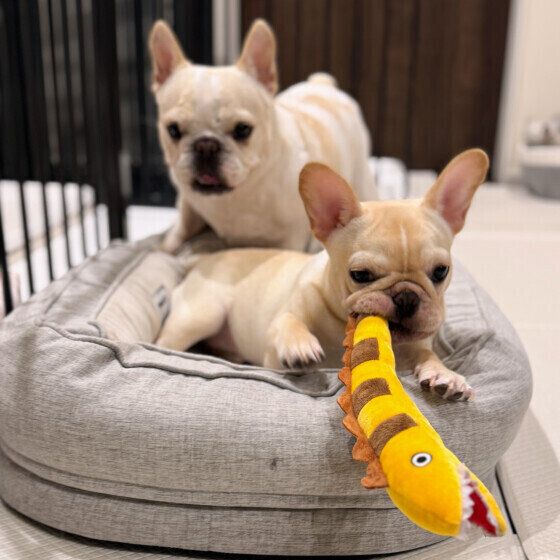 犬がおもちゃをくわえて見せびらかす理由と心理 お気に入りのものを見せにくるのはなぜ？ いぬのきもち