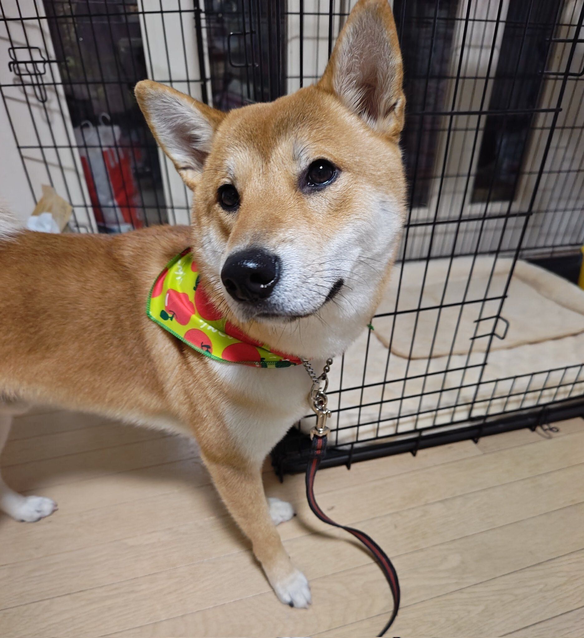 1才になったらんたろうくん