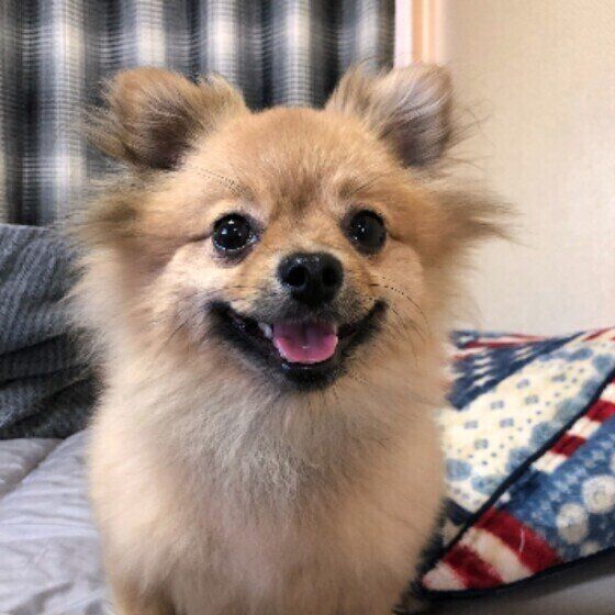 お腹いっぱいな七ちゃん