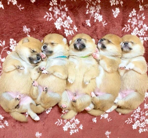 気持ちよさそうに眠る子犬たち