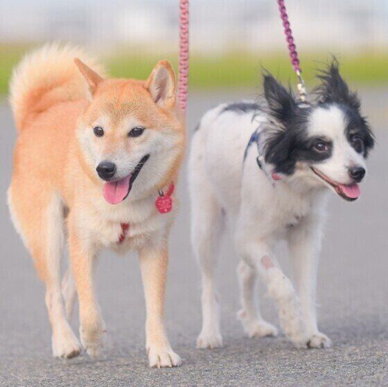 攻撃的？怖がり？愛犬の性格に寄り添うためにできること 攻撃的な犬と暮らす際の注意点 いぬのきもち