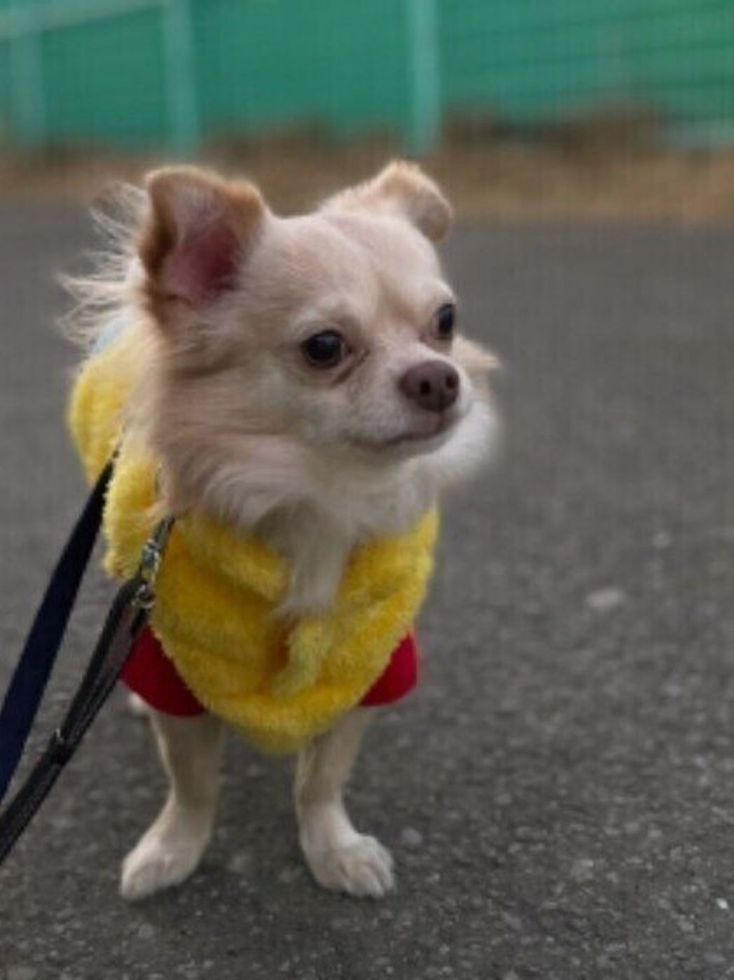 少量でも犬の命が危険な 植物 野菜 葉や花粉 生けた水にも注意が必要 いぬのきもちweb Magazine 少量でも犬の命が危険な 植物 野菜 葉や花粉 生けた水にも注意が必要 いぬのきもちweb Magazine