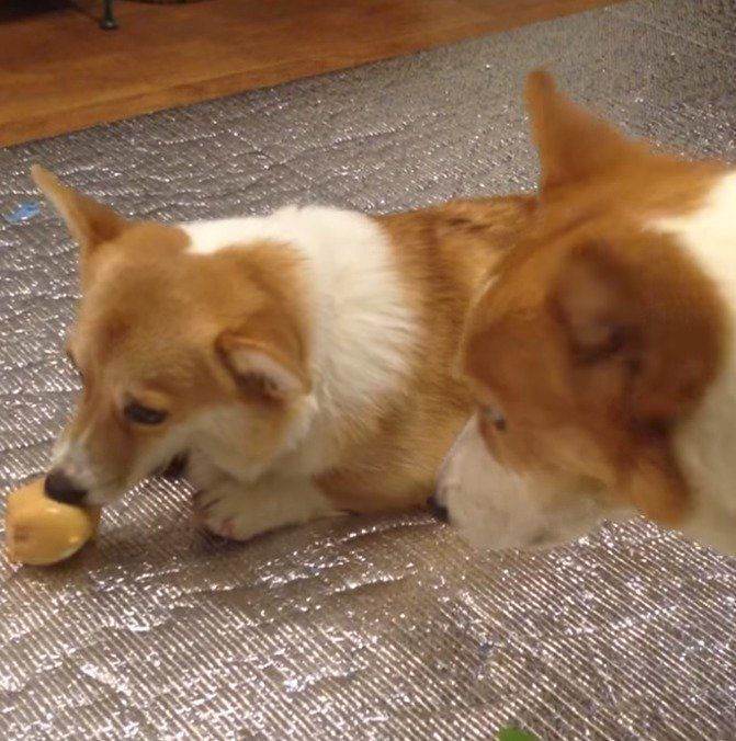 妹が遊んでるおもちゃがほしい兄コーギー