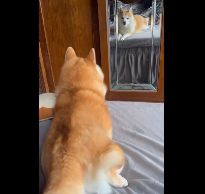 鏡越しに飼い主さんを見つめるコンちゃん