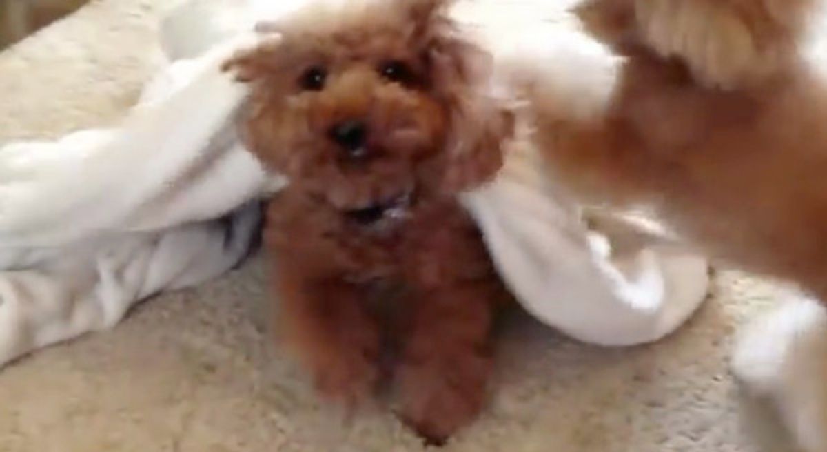 寝てないで遊ぼ お布団にくるまるコを起こそうと ワンコが必死に いぬのきもちweb Magazine 寝てないで遊ぼ お布団にくるまるコを起こそうと ワンコが必死に いぬのきもちweb Magazine