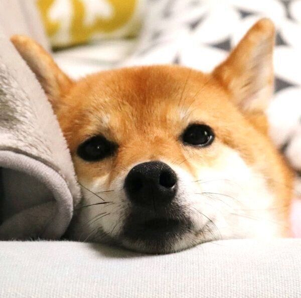 見つめるペロルちゃん