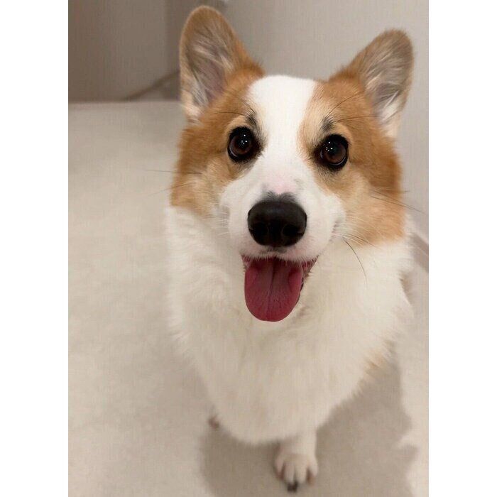 ニコニコ笑顔を見せるぽむちゃん