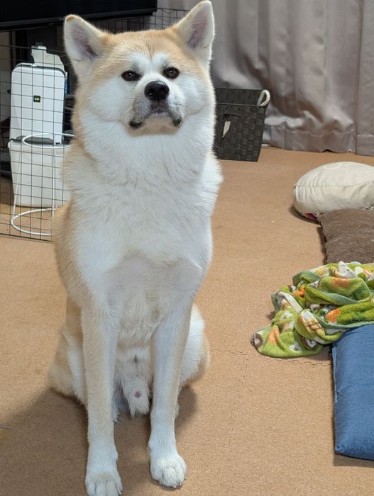 お散歩が足りなくて、飼い主さんに訴えているかのような秋田犬