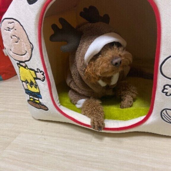 トナカイの服を着るトイ・プードル