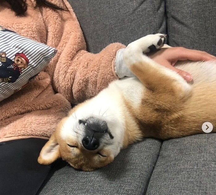 飼い主さんに甘えるゴンくん