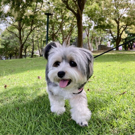 公園をお散歩中のワンちゃん