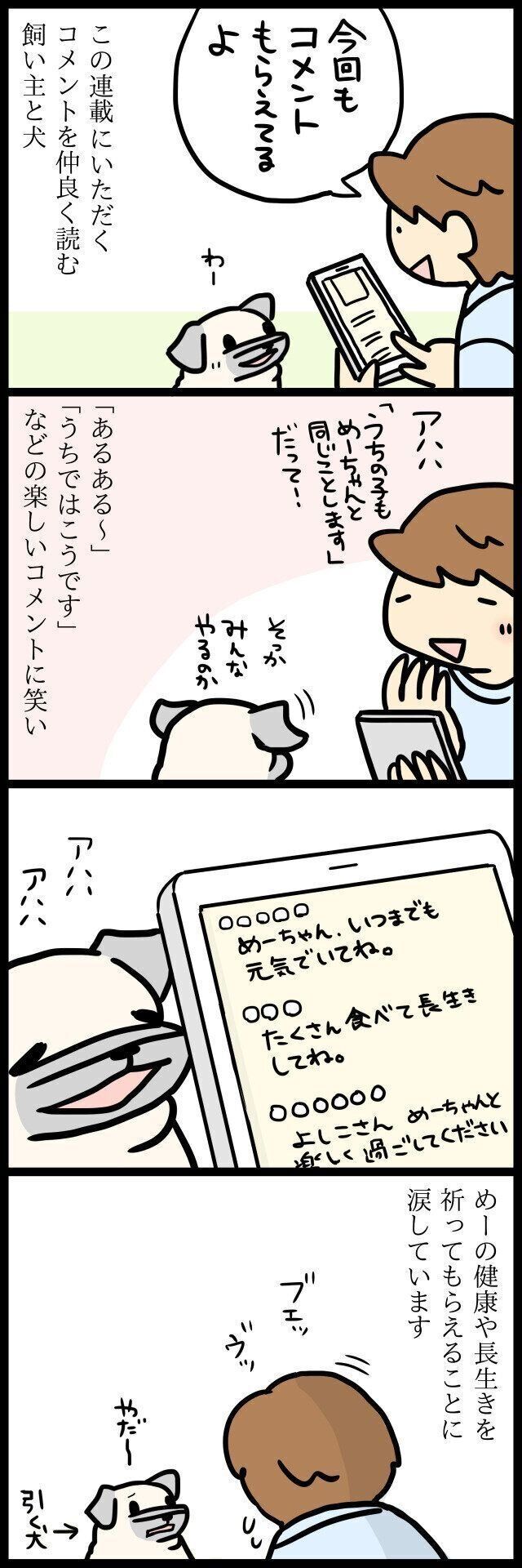 【連載】パグ犬・めー