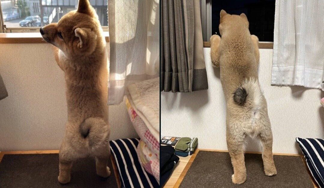 くまくんの成長ビフォーアフター写真