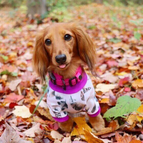 愛犬のために考えたい「冬散歩」の注意点 いぬのきもち