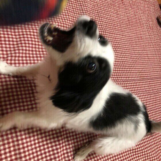 吠えるパピヨン