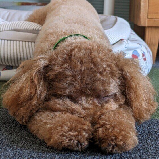 トイ・プードルの可愛い寝顔 いぬのきもち