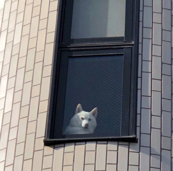 監視するチョビちゃん