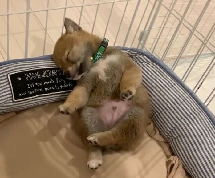 足を動かしながら眠る富くん