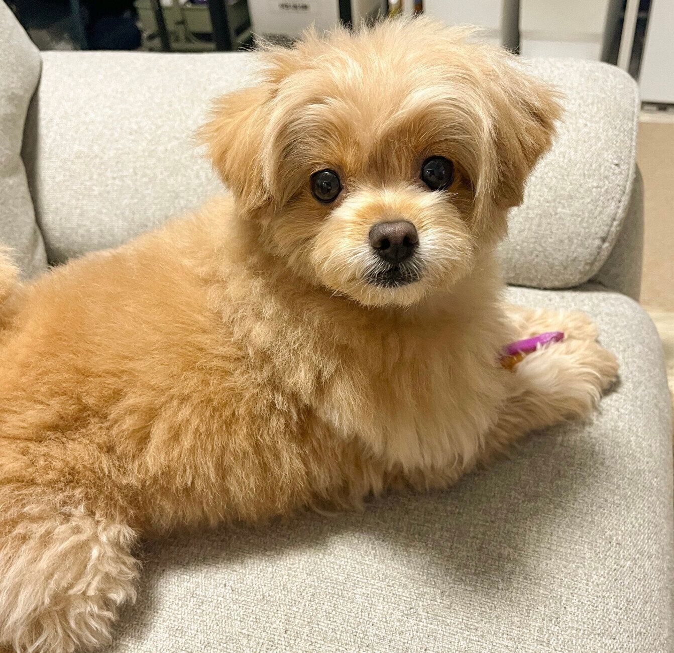成長したおこめちゃん