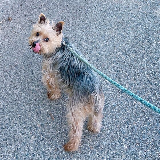 ヨークシャー・テリアのベルくん