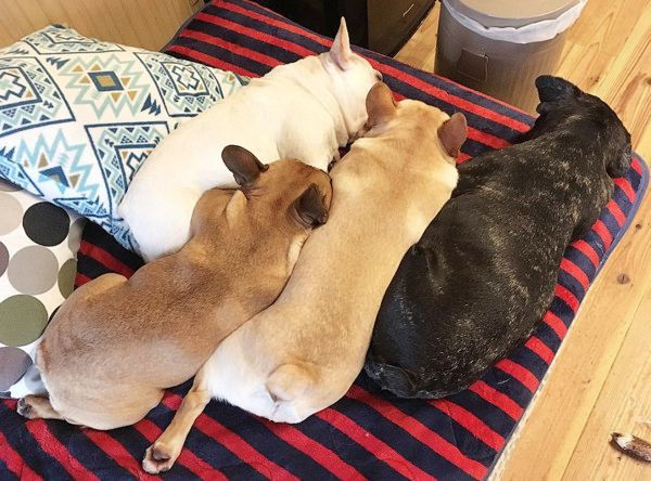 女の子といつも一緒にいるフレンチブルドッグ