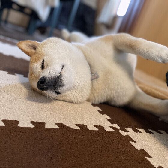 柴のコタローちゃん